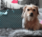 Matti