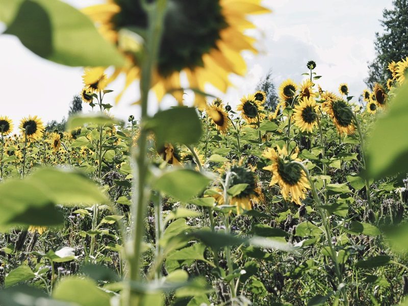 auringonkukkapelto tampere 2021