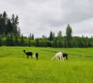 YSITIEN ALPAKAT – POIKKEA TÄNNE KESÄRETKELLÄSI!